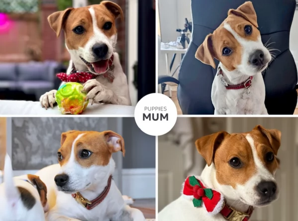 Dolcissimi cuccioli di JackRussel razza pura | Foto 3