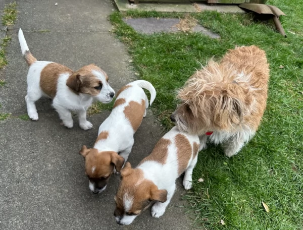 Dolcissimi cuccioli di JackRussel razza pura