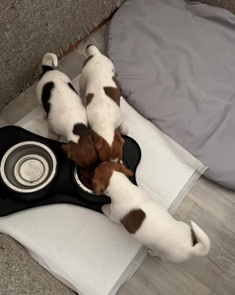 Dolcissimi cuccioli di JackRussel razza pura | Foto 0