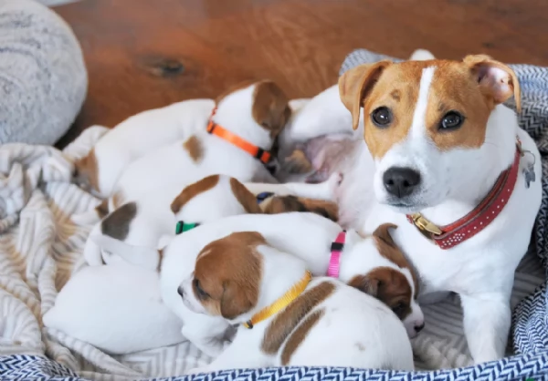 Dolcissimi cuccioli di JackRussel razza pura | Foto 0