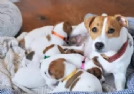 Dolcissimi cuccioli di JackRussel razza pura | Foto 6