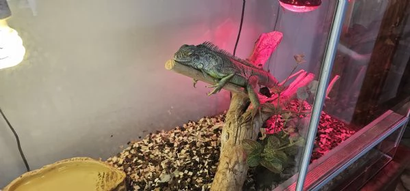 IGUANA 90 CM