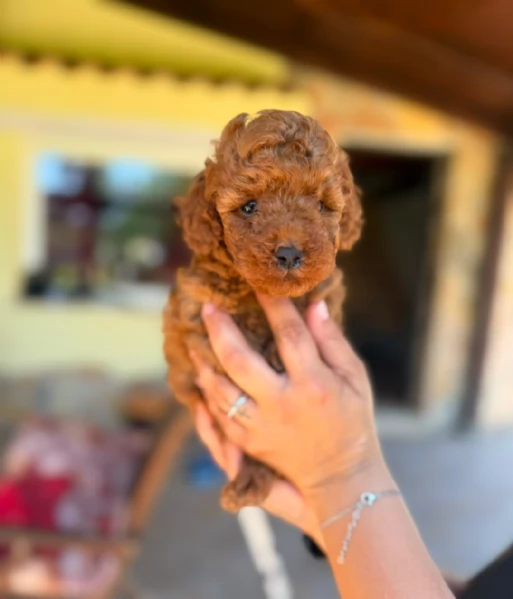 Cuccioli barboncino toy | Foto 2