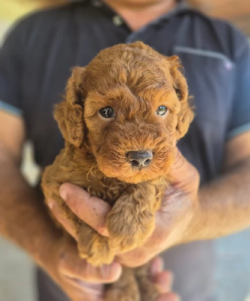 Cuccioli barboncino toy | Foto 1