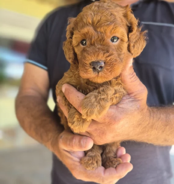 Cuccioli barboncino toy | Foto 0