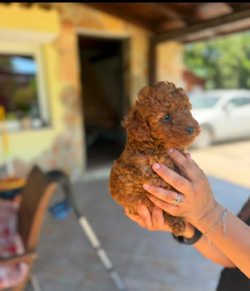 Cuccioli barboncino toy