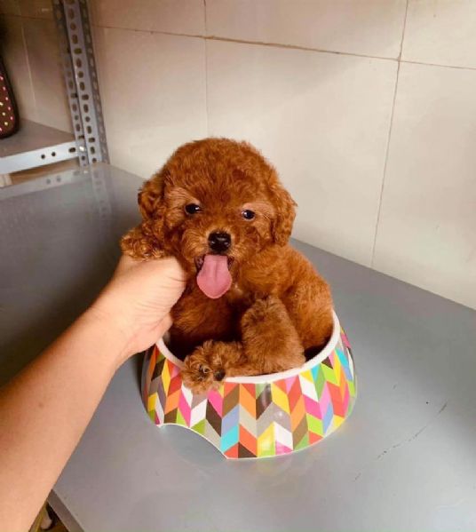 Barboncini toy cuccioli  | Foto 0