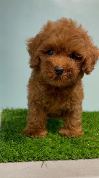 Cuccioli di Barboncini toy 100 | Foto 1