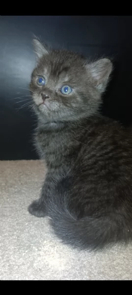 Gattini Maine Coon in vendita | Foto 1