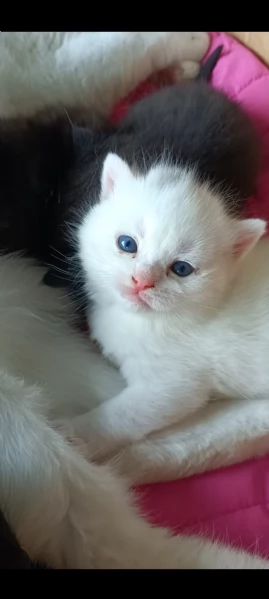 Gattini Maine Coon in vendita | Foto 0