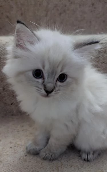 Gattini Ragdoll in vendita | Foto 3