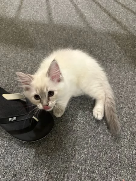 Gattini Ragdoll in vendita | Foto 2
