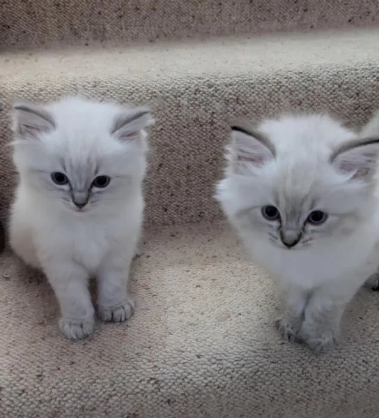 Gattini Ragdoll in vendita