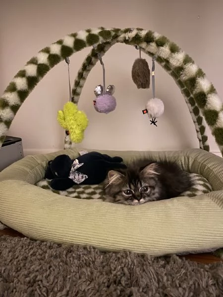 Gattini persiani pronti per la loro nuova casa | Foto 6
