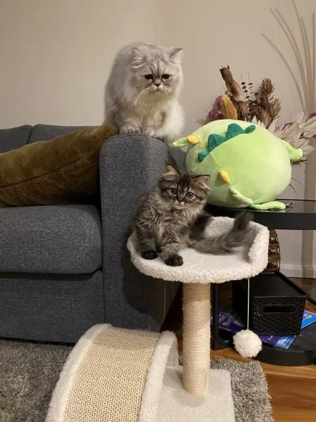 Gattini persiani pronti per la loro nuova casa | Foto 5