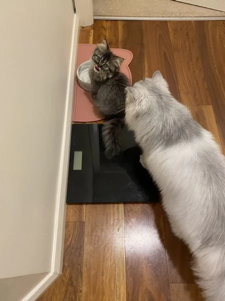 Gattini persiani pronti per la loro nuova casa | Foto 2