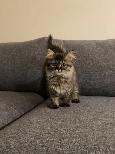 Gattini persiani pronti per la loro nuova casa | Foto 1