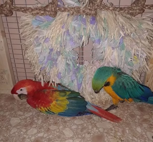 Pappagalli Ara pronti per la loro nuova casa | Foto 2