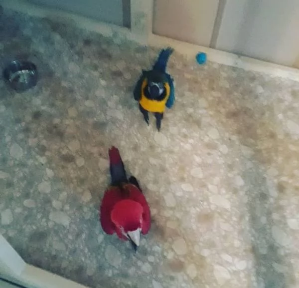 Pappagalli Ara pronti per la loro nuova casa | Foto 1