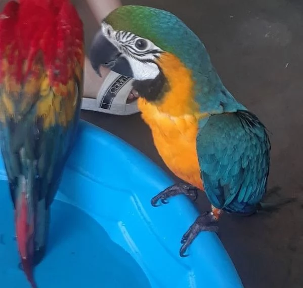 Pappagalli Ara pronti per la loro nuova casa | Foto 0