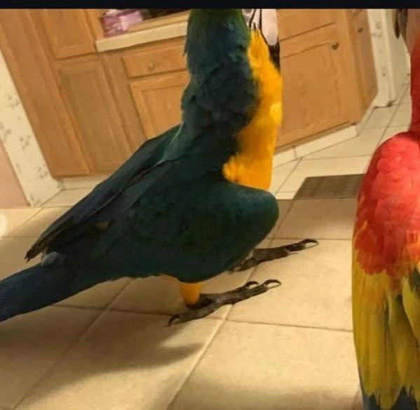 Pappagalli Ara pronti per la loro nuova casa