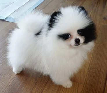 REGALO POMERANIA CUCCIOLI MASCHIO E FEMMINA bellissimi cuccioli di Pomerania maschio e femmina s