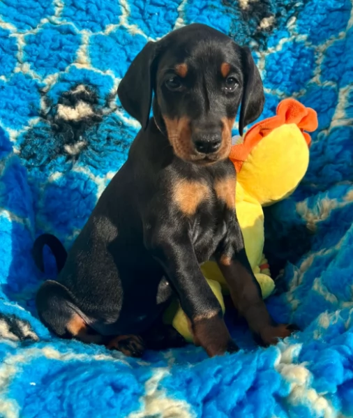 Dobermann di razza pura per ladozione
