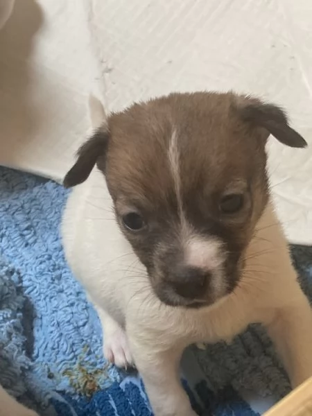 Cucciolo Jack Russell
