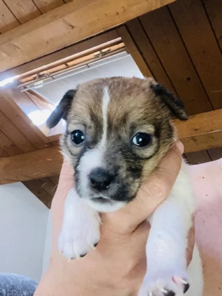 Cucciolo Jack Russell | Foto 3