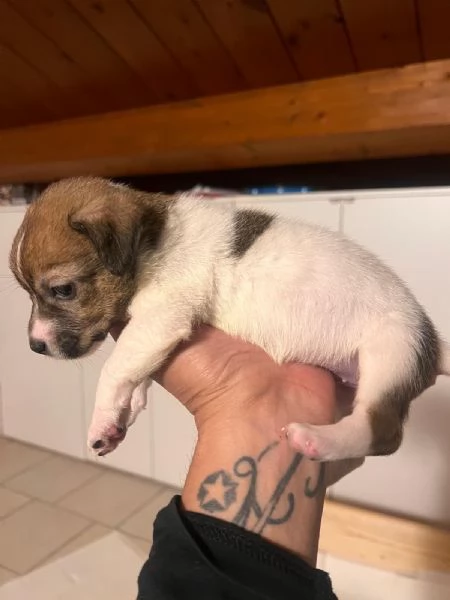 Cucciolo Jack Russell | Foto 2
