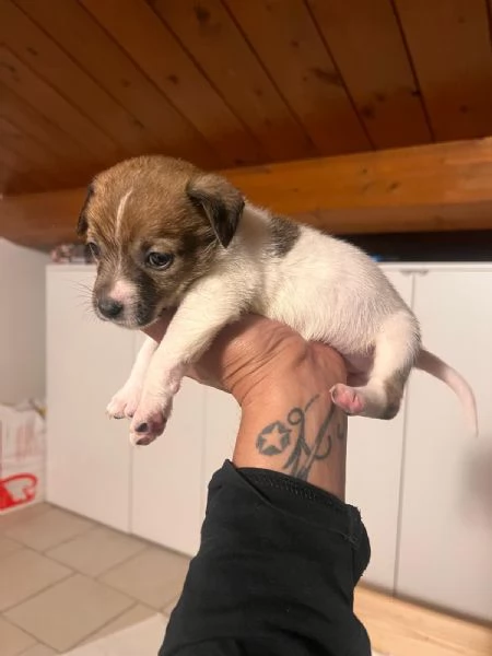 Cucciolo Jack Russell | Foto 1