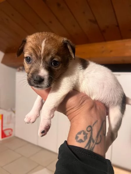Cucciolo Jack Russell | Foto 0