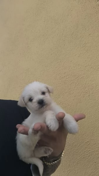 Cucciolo di maltipoo toy | Foto 2