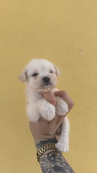 Cucciolo di maltipoo toy | Foto 1