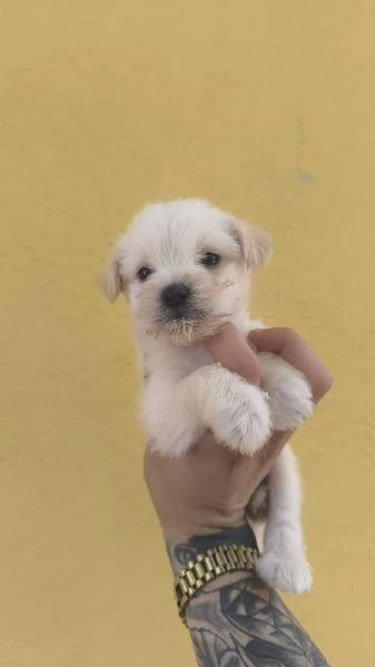 Cucciolo di maltipoo toy | Foto 0
