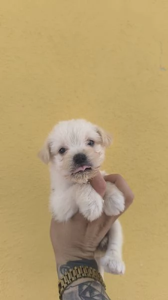 Cucciolo di maltipoo toy