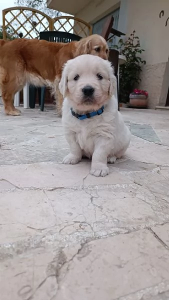 Cuccioli di golden retriever inglesi 