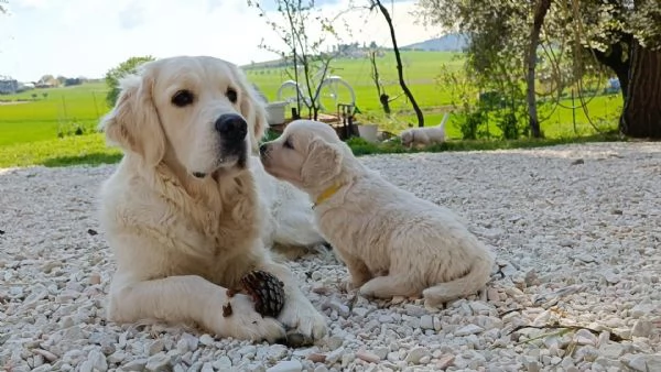 Cuccioli di golden retriever inglesi  | Foto 2