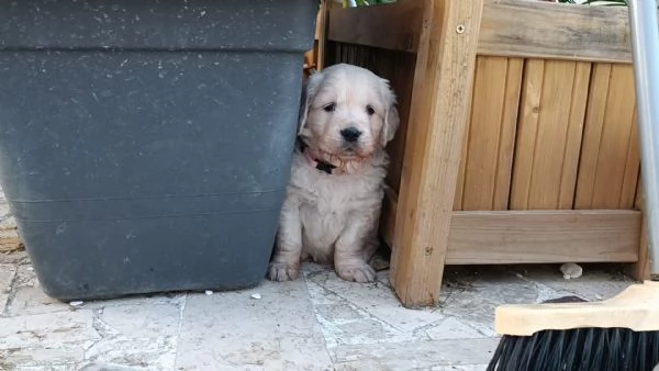 Cuccioli di golden retriever inglesi  | Foto 1
