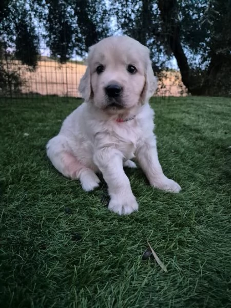 Cuccioli golden retriever  | Foto 2