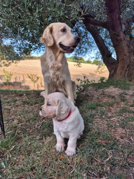 Cuccioli golden retriever  | Foto 0