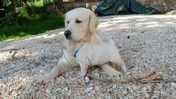 Cuccioli golden retriever 