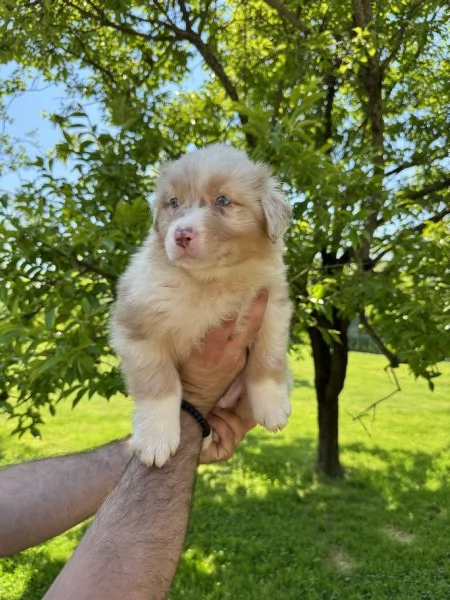 Cuccioli di Australian shepherd 