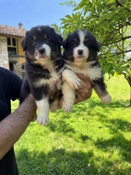 Cuccioli di Australian shepherd  | Foto 6