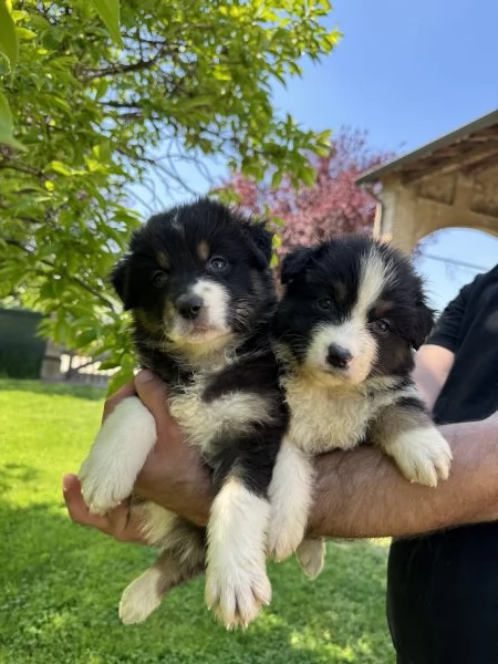 Cuccioli di Australian shepherd  | Foto 5