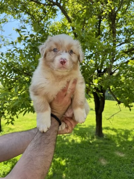 Cuccioli di Australian shepherd  | Foto 4