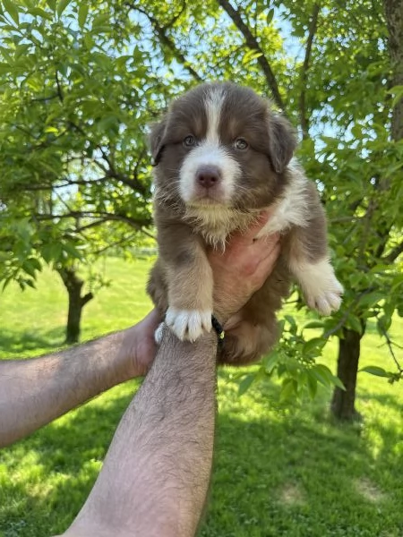 Cuccioli di Australian shepherd  | Foto 3