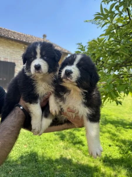 Cuccioli di Australian shepherd  | Foto 2