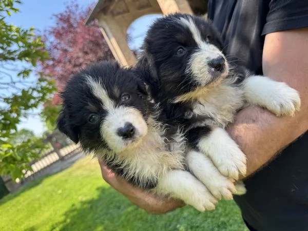Cuccioli di Australian shepherd  | Foto 1