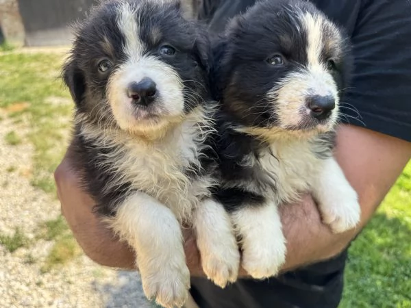 Cuccioli di Australian shepherd  | Foto 0
